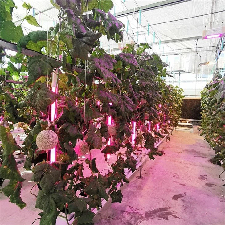 Hydroponic planting