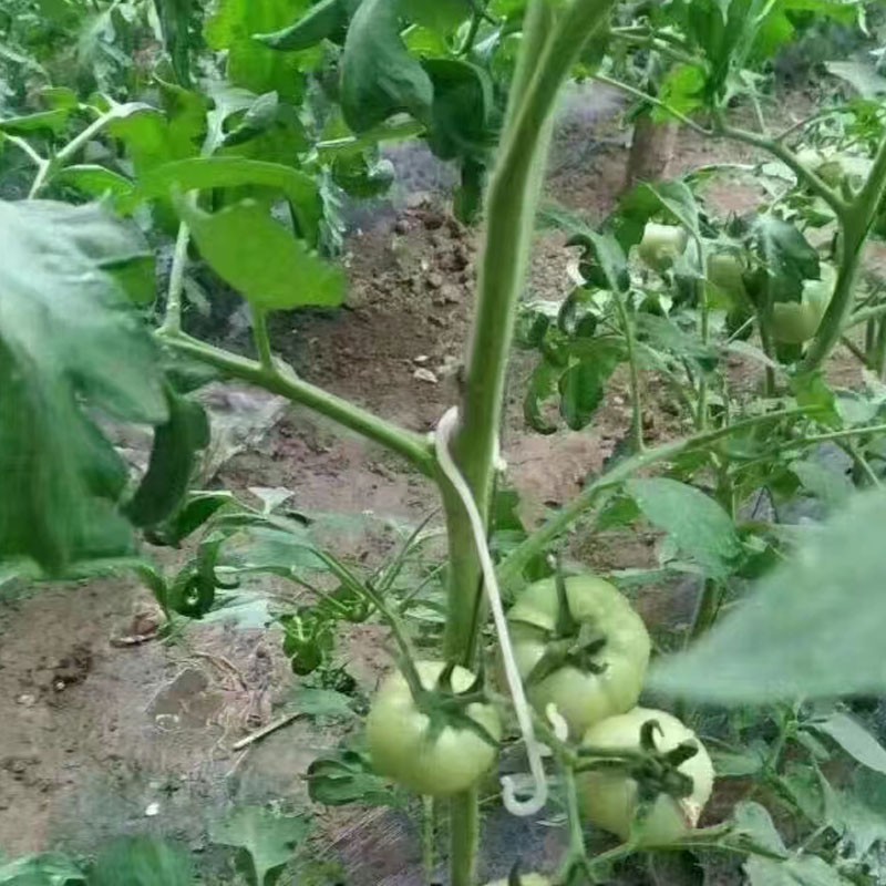 tomato hook 2 tomato hook 2
